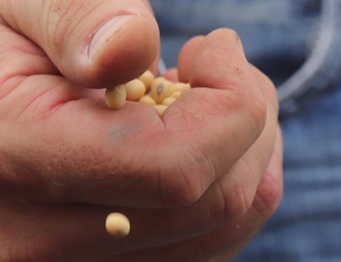 Hoe plantaardige diëten kunnen helpen bij het herstellen van de wereld