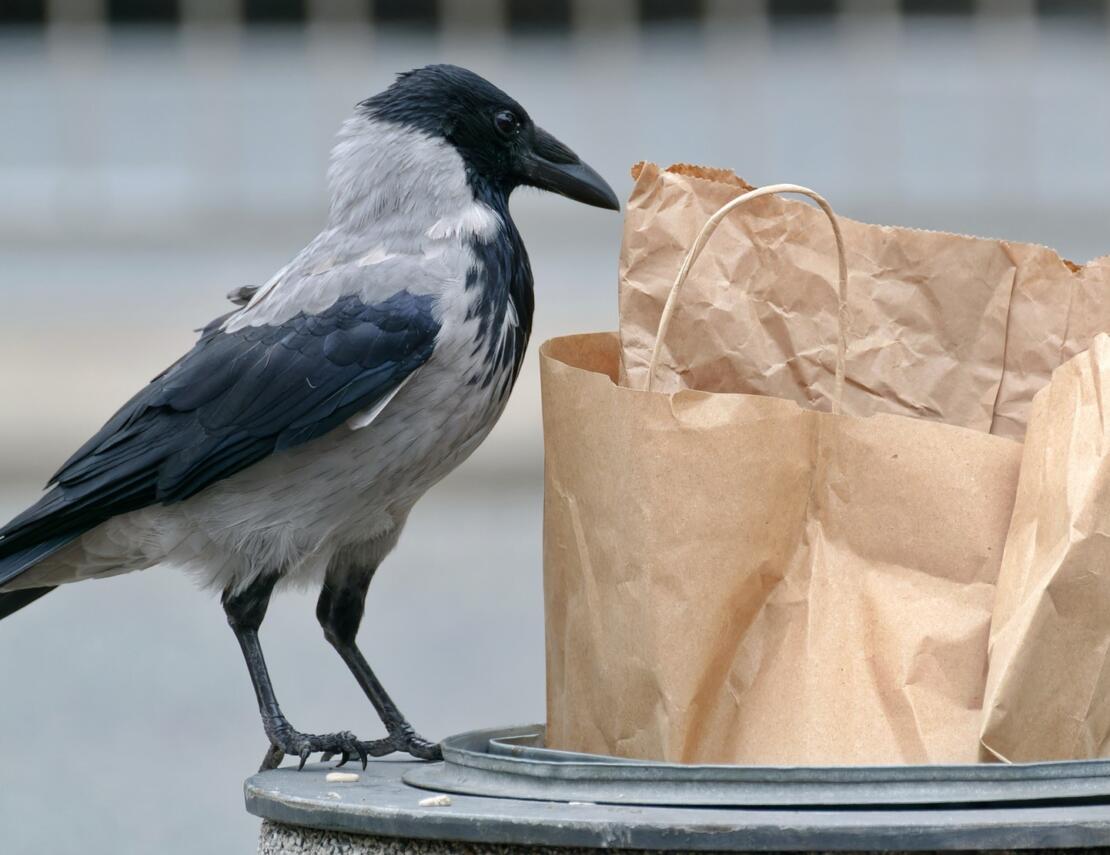 De impact van papier op het milieu