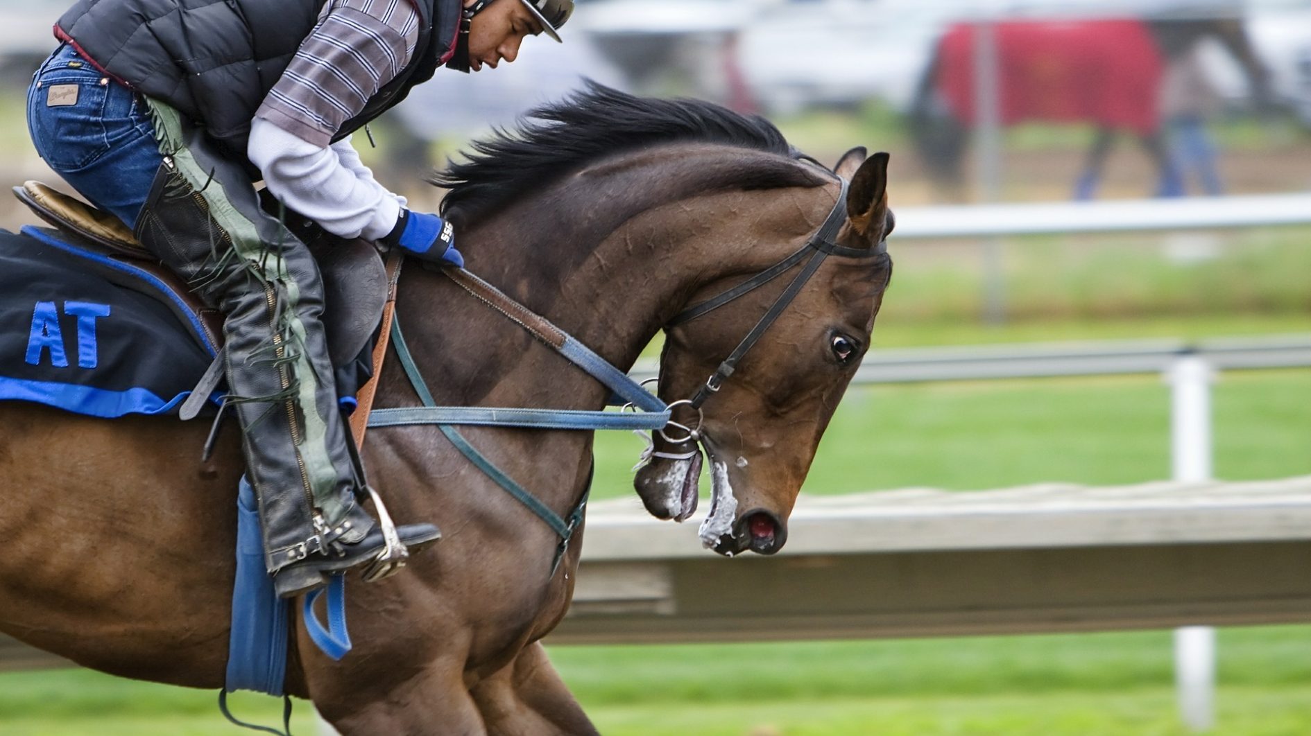 Horse 419742 1920